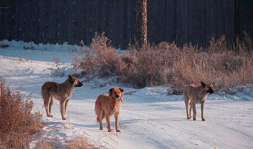 《野狗子》惊悚升级！红衣面具人全新截图曝光
