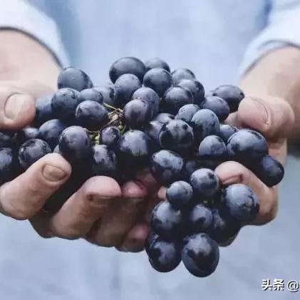 《农场17施肥技巧+养殖攻略，成就解锁全解析》