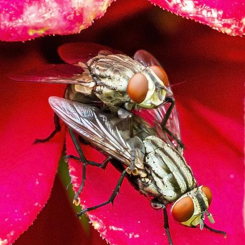 《心动小镇菜粉蝶捕捉攻略：隐藏地点大揭秘》