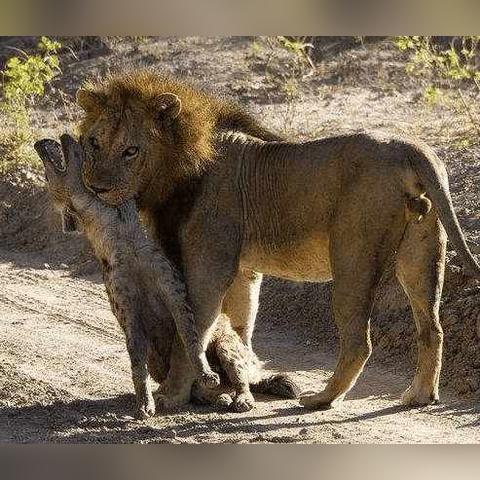 《庄园领主》布局攻略：打造最强领地秘籍！