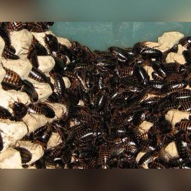 《生化7》硬币、文档全收集攻略：无处不在先生宝藏揭秘