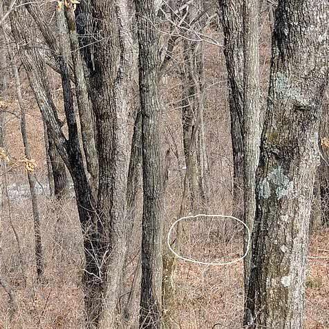 热门动物游戏盘点：精选趣味推荐，畅玩新体验