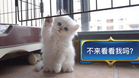 2024年度热门猫游戏盘点：揭秘猫界新宠儿风采