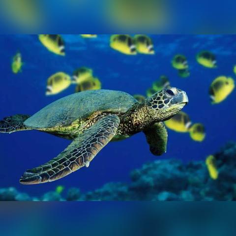 《吾今有世家》龟年鹤寿特性升级攻略，轻松提升寿命！