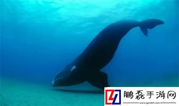 神奇海洋4月29日答案揭晓:2025[多图]