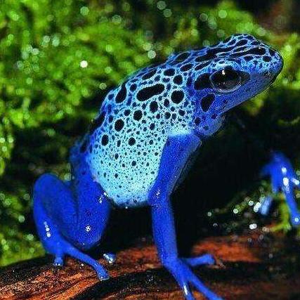 《暗黑4》宝石召唤器攻略：轻松获取宝石秘籍！