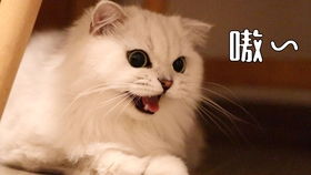 十大热门猫游戏盘点：人气巅峰必玩精选推荐