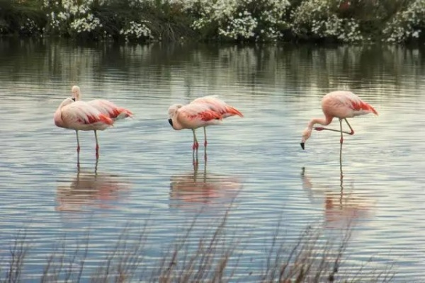 《心动小镇美洲火烈鸟：探寻神秘栖息地》