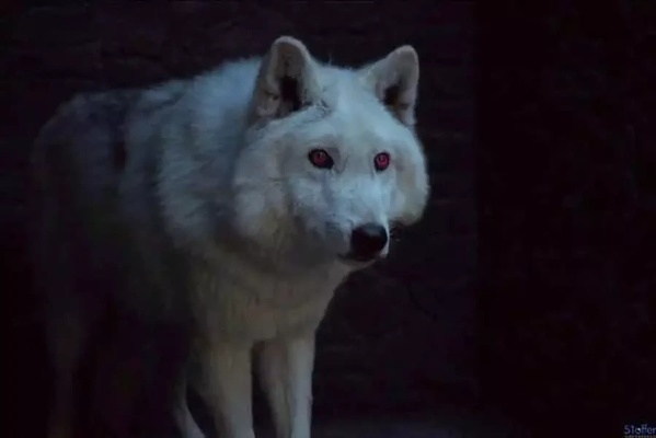 《权力的游戏》恐狼复活,冰原狼再现江湖