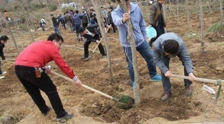 佛系老农种树术：轻松打造生态家园