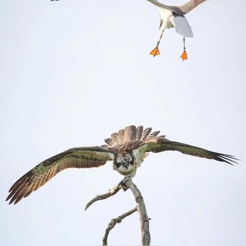 《掠食》4K截图惊艳亮相：环境升级，敌人凶猛，角色进化！