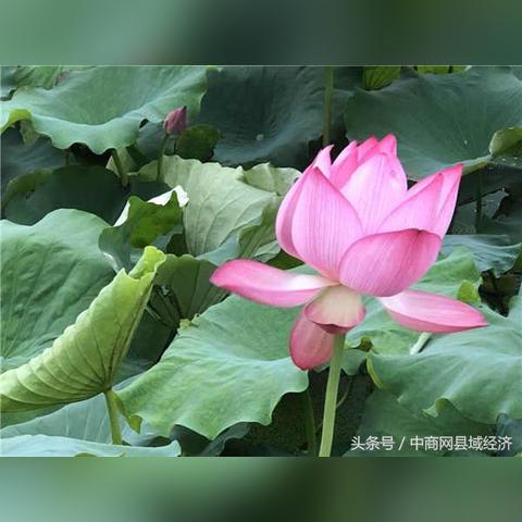 《全境封锁》1.81更新：揭秘全新全域事件，挑战极限！
《全境封锁》新版本揭秘：全域事件玩法大揭秘！