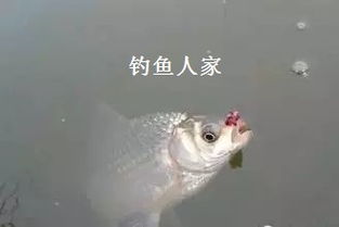 《猫猫钓游记》钓鱼攻略：揭秘钓鱼系统玩法技巧