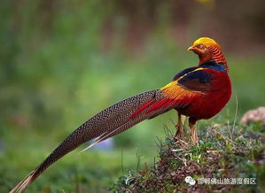 盛大2026私服选什么版？老鸟实战避坑全解析