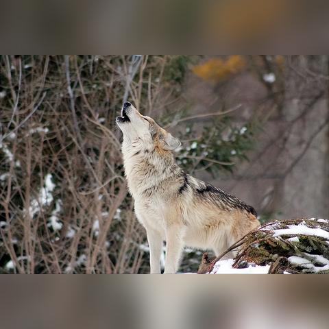 《饿狼传说群狼之城》SCS2025首日激战：群狼争霸，燃情开战！