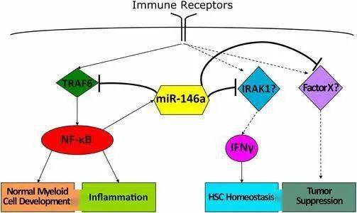 《绝区零》浮波柚叶机制揭秘：独特玩法深度解析
