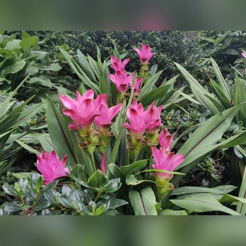 《塞尔达传说》向阳草速寻攻略：高效采集路线曝光