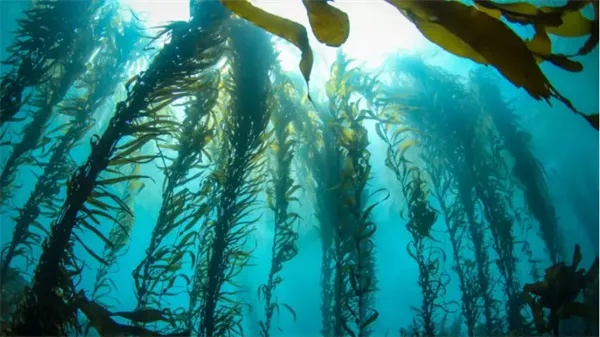 神奇海洋4月28日揭晓2025答案[多图]