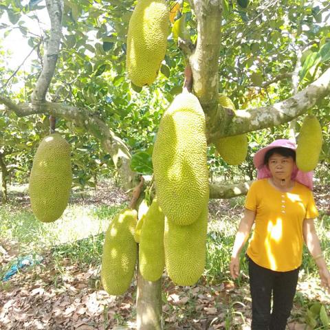 农场管理游戏盘点：揭秘热门高人气之作，趣味无限！