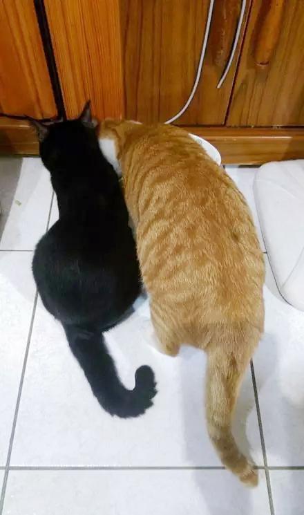 《绝区零》小黑领养秘籍：六分街猫猫养成攻略全解析