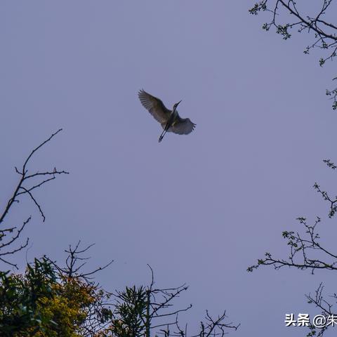 自然游戏盘点：热门排行揭示生态魅力新体验