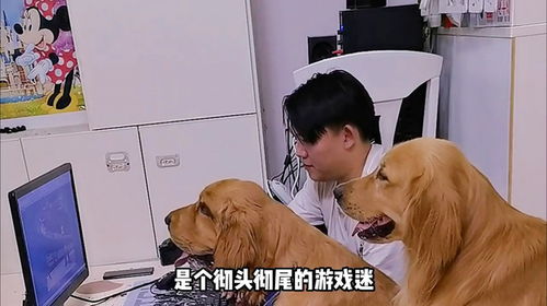 十大经典狗游戏盘点：揭秘热门排行新风向