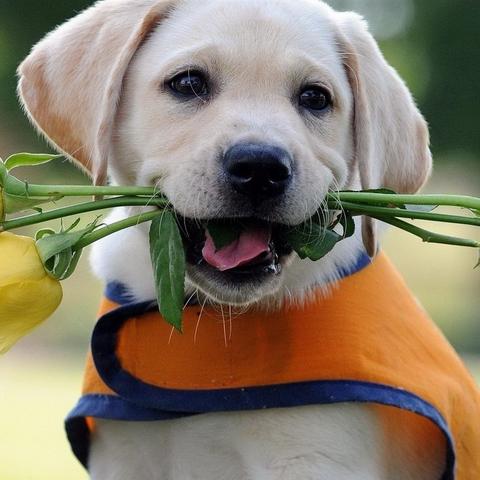 盘点热门宠物游戏：揭秘趣味无限的高人气玩法