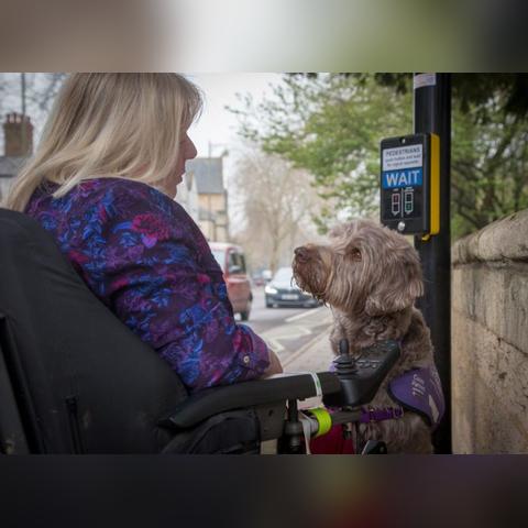 盘点热门狗游戏：揭秘人气飙升的犬类互动佳作