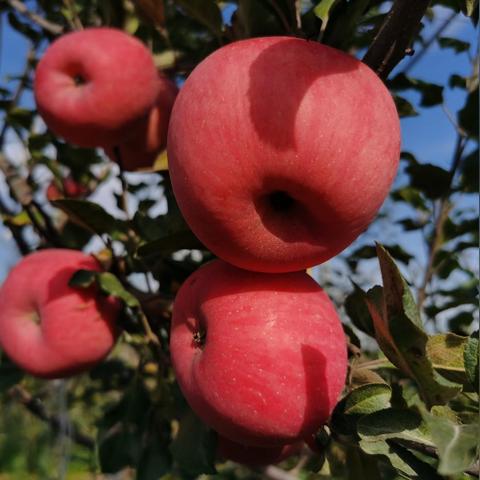 《我的世界》新宠兔宝宝：驯养繁殖攻略大揭秘