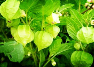 《鸣潮》高效灯笼果采集攻略：快速升级必备路线