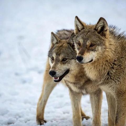 《饿狼传说群狼之城》SCS2025第六周冠军独家揭秘！