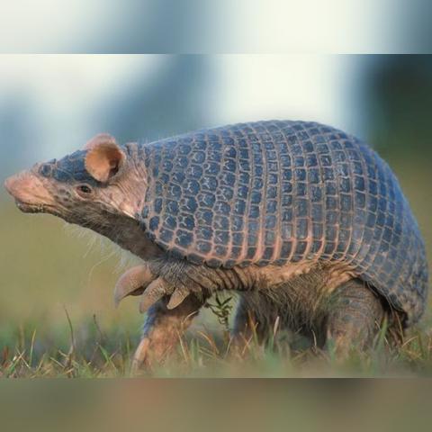 动物森林零氪攻略：轻松通关，解锁全新游戏价值