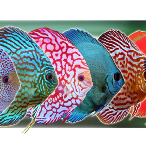 星光闪耀，梦幻水族箱：开心探险之旅