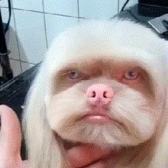 热门狗游戏盘点：趣味排行，畅玩必备攻略推荐