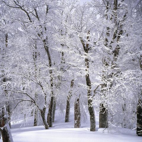 最新雪游戏盘点：探索冬季娱乐巅峰之作