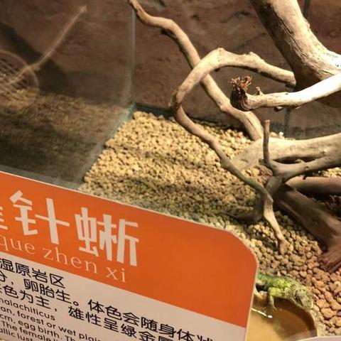 热推疫病爆发模拟巅峰之作，揭秘生存挑战新高度