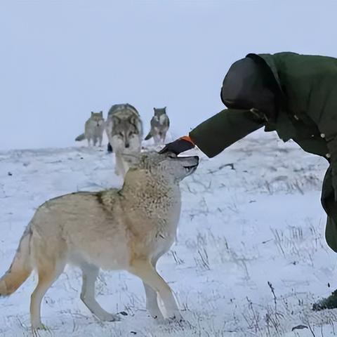 《饿狼传说》群狼之城MV，MILLI合作燃情来袭！