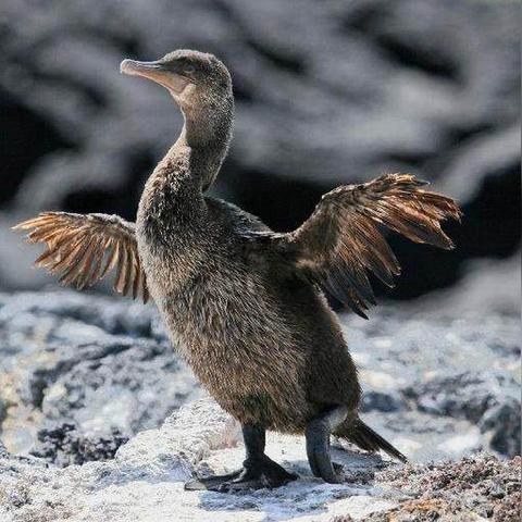 最新鸟游戏盘点：精选推荐，解锁飞行新境界