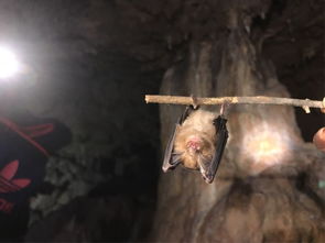 《墓穴》怪物：光束照射下颤抖的黑暗恐惧