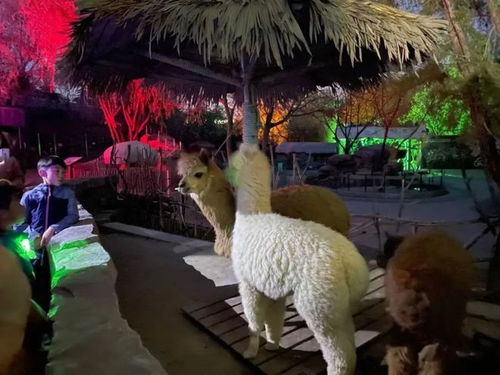 十大热门动物游戏盘点：探索动物世界新体验