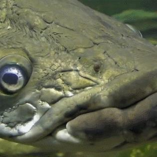 三步速成攻略：轻松捕获巨兽，巨兽战场新技能解锁