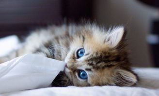 盘点十大猫游戏：揭秘猫咪玩家的必玩佳作