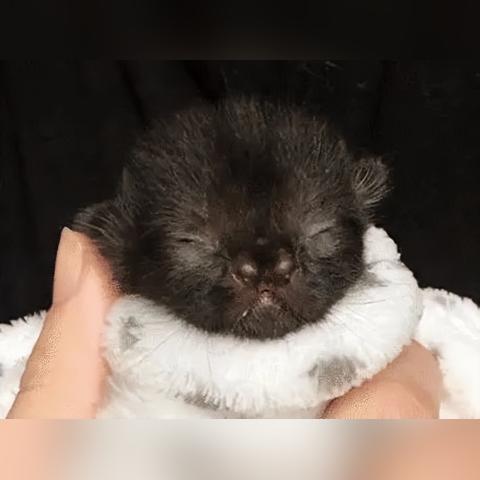 猫榜66名实战技巧，老鼠逆袭新攻略揭秘