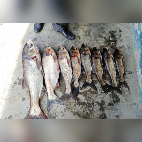 热门钓鱼游戏盘点：揭秘高人气排行榜新宠