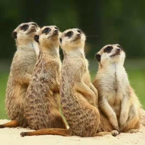 打造沉浸式温泉体验：Minecraft移动版攻略秘籍大公开