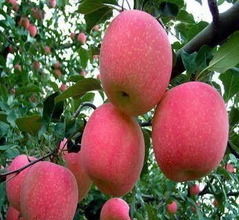 《鸣潮》新食谱大揭秘：轻松解锁1.1版本独享美味