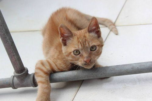 热门猫游戏盘点：揭秘最受欢迎的猫咪游戏排行