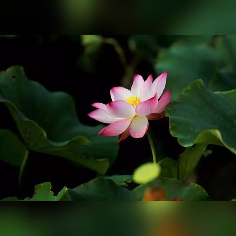 《鸣潮》数据坞速升攻略：15级解锁图鉴秘籍！