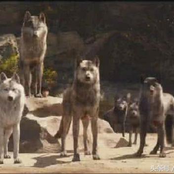 《饿狼传说》群狼之城SidneySamson联动曲，狂野音乐盛宴来袭！