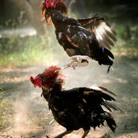 热门历史游戏盘点：揭秘高人气历史题材排行新风向